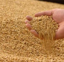 Для чего нужно очищать собранное с полей зерно?