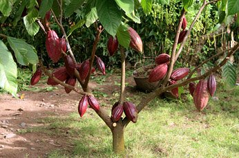 Эквадор объявил о вероятных потерях урожая какао на уровне 15% от прогнозируемого