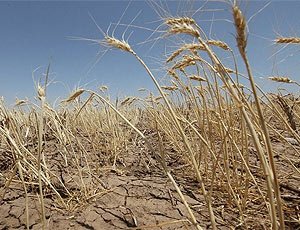 На полях Татарстана из-за засухи сложилась чрезвычайная ситуация