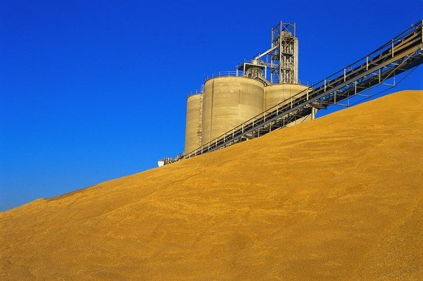 Египет продолжает закупать российское зерно