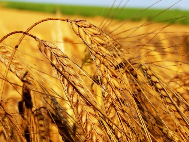 Высококачественную пшеницу в Милане представят селекционеры Беларуси