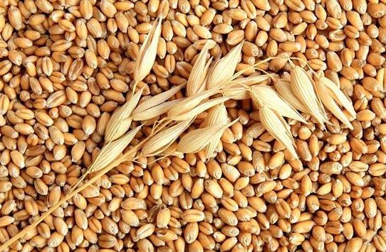 Страны Северной Африки заинтересованы в поставках зерна из России