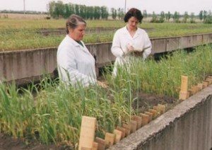 Ученые Омска и Казахстана успешно сотрудничают в области селекции зерновых