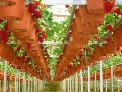 Свежие ягоды круглый год - мечта кондитеров может стать реальностью