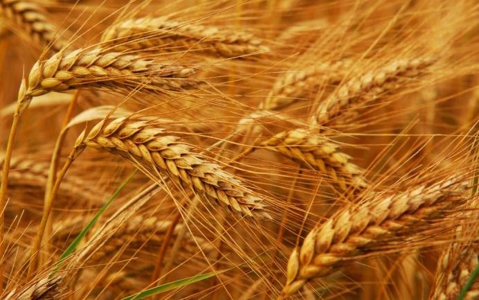 Новый стандарт для зерна: достоинства и недостатки