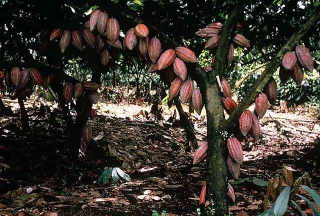 Урожай какао-бобов по-прежнему под угрозой