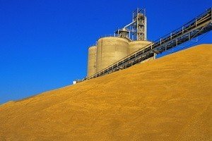 Казахстан вводит систему электронных зерновых расписок