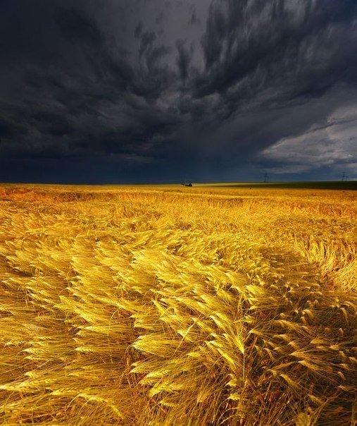 Дожди в Ростовской области не нанесли ущерба урожаю зерновых