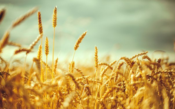 Высокий урожай пшеницы положительно повлияет на экспорт