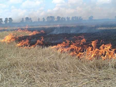 Защита сельхозпредприятий от пожаров: система безопасности и пожаротехническая экспертиза