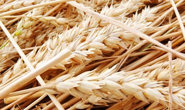 Пшеница омской селекции получает высокие оценки аграриев