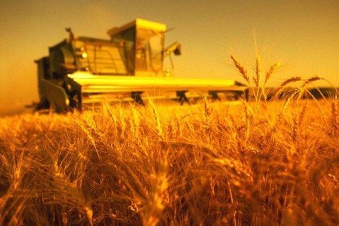 В Ульяновской области приступили к формированию зернового фонда