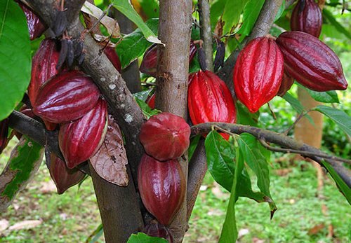 Производители какао просят всемирные организации и США урегулировать цены на свой продукт
