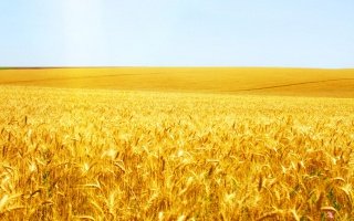 Египет отменил введенные ранее жесткие требования к импортируемой пшенице