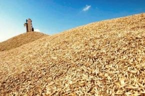 Зернотрейдеры вновь проявляют интерес к египетскому рынку зерна