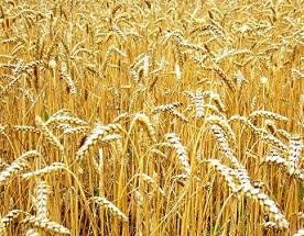 Укрепившийся рубль замедлил экспорт зерновых