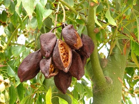 Организации какао-фермеров объединяются для более эффективной деятельности