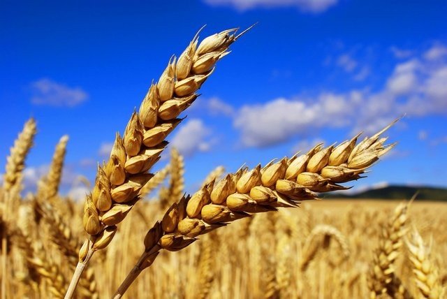 Высокий урожай зерна в 2017 году может стать причиной обвала рынка