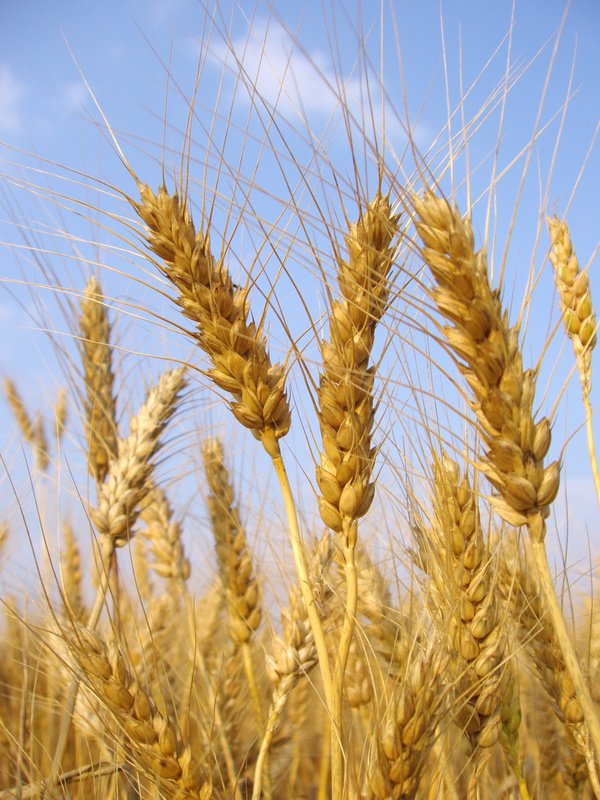Россия может уступить первое место по экспорту пшеницы США