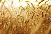 В ООН считают, что мировые запасы зерна позволят избежать дефицита