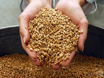 За 10 лет Россия должна увеличить урожайность зерна до 150 миллионов тонн