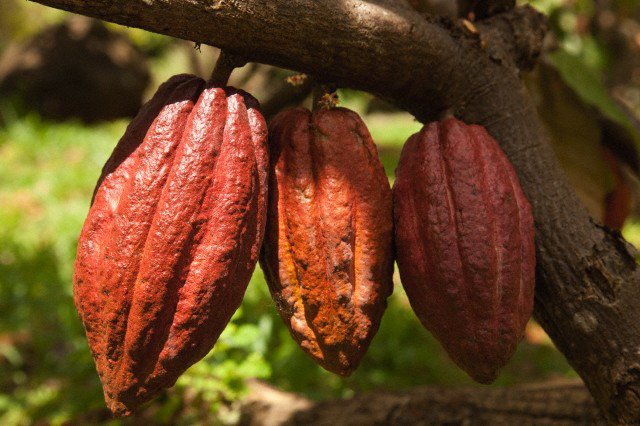 Рынок какао в Кот-д'Ивуаре по-прежнему нестабилен и непредсказуем