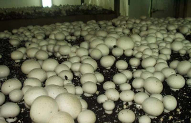 Компания "Мартин" планирует заняться выращиванием грибов