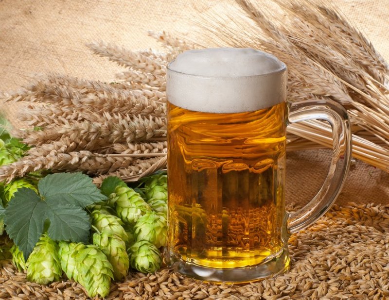 В России снижается качество пивоваренного ячменя