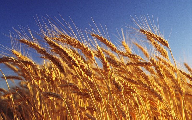 Аналитики пересматривают прогнозы на урожай зерновых в Европе