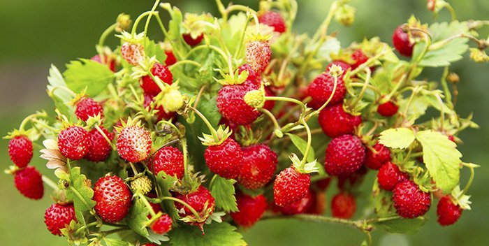 Осенью "Фрагария" запускает фабрику по переработке ягод в Липецкой области