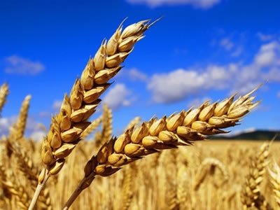 Прогнозы относительно будущего российского зернового рынка противоречивы