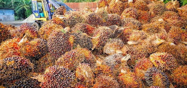 Крупные кондитерские компании не выполняют обязательства по пальмовому маслу