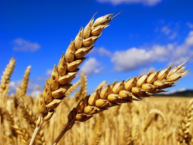 Российские экспортеры зерна начали конкруировать между собой