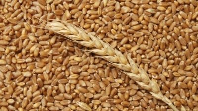 Интересы российских и американских производителей столкнулись на зерновом рынке