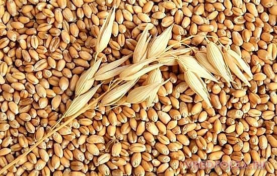 Бразилия открыла свой рынок для российской пшеницы