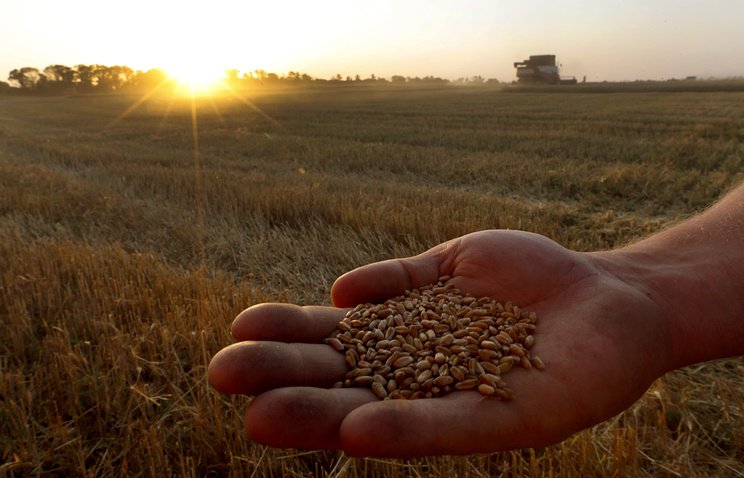 Ученые ищут способы повышения урожайности пшеницы