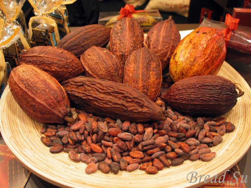 Плоды какао на службе здоровью - ученые проводят масштабные исследования